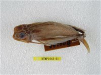 藏品(東方豹魴鮄 )的圖片